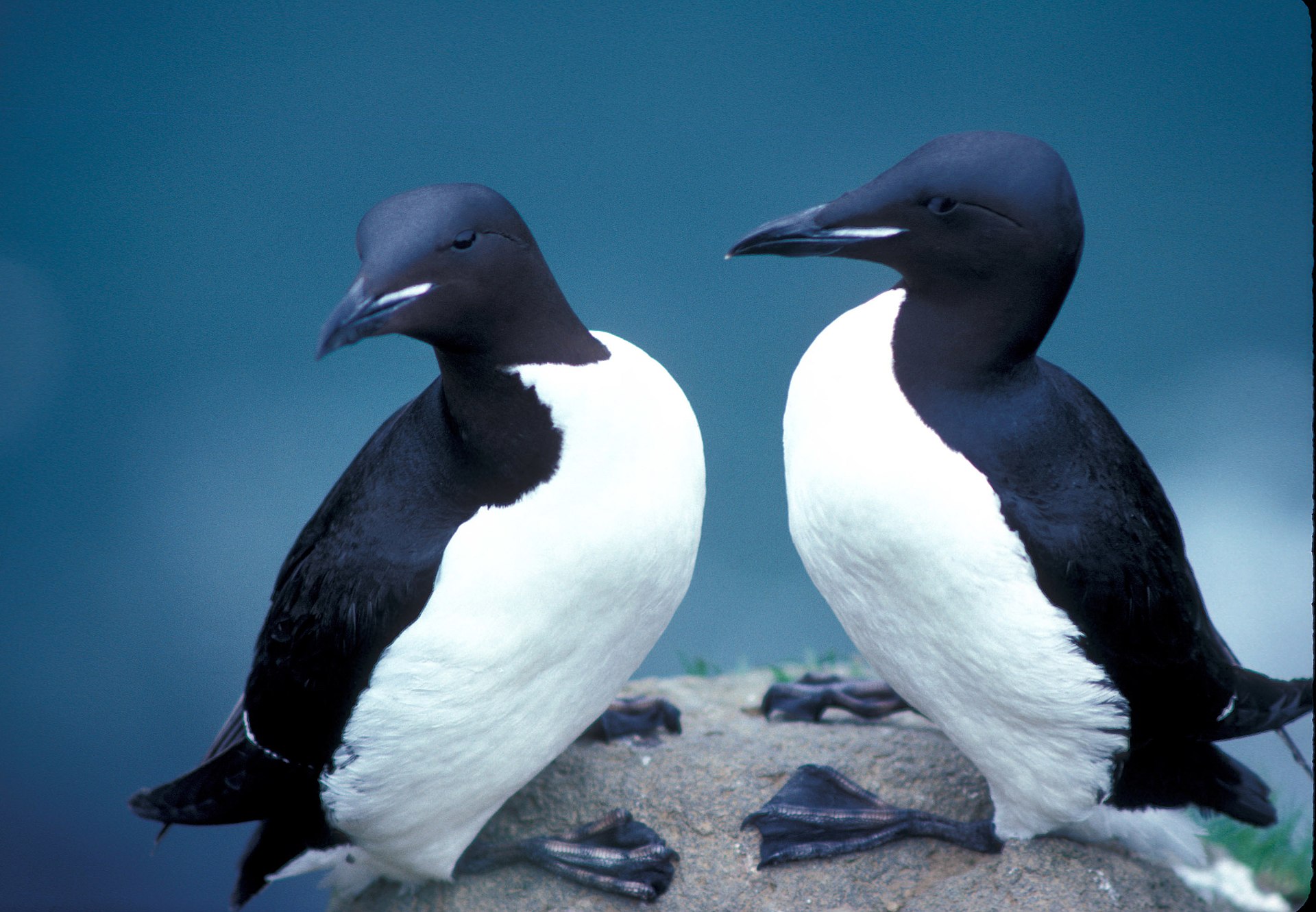 Two thick-billed Murres, Black Sea birds with white bellies, stand on a rock facing each other. 